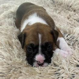 Boxer puppies from Cinnamon Girl's Boxers