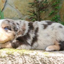 Firefly - Red merle male Australian Shepherd puppy in Macon, Georgia from Shaina’s Shepherds
