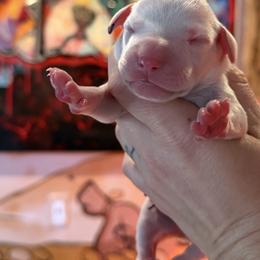 Male 1 - White and black male Dalmatian puppy in Lake Mathews, California from Bully Market