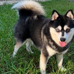 Lucky - Alaskan Klee Kai