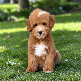 Mufasa - Red  male Goldendoodle puppy in Tucson, Arizona from Adored Poodle & Doodles