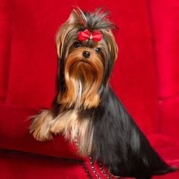 Yorkshire Terriers from Yorkie Manor Country Club