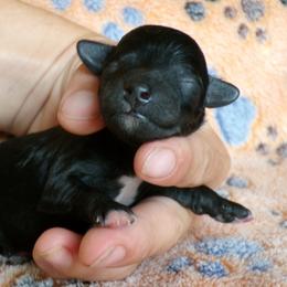 Luna - Black female Poodle puppy in Hurricane Mills, Tennessee from Scenic Hills Kennels