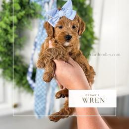 W R E N 14-18lbs - Red  female Goldendoodle puppy in Richfield, Utah from Cedar Doodles- Home of the Teddybear Goldendoodle