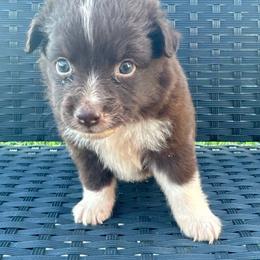 Jesse - Red & white female Miniature Australian Shepherd puppy in Stuart, Iowa from Arbor Hill Aussies