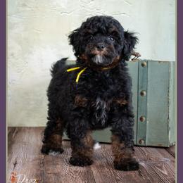 Ghost - Black and tan male Cockapoo puppy in Connersville, Indiana from Deaz Doodle Ranch