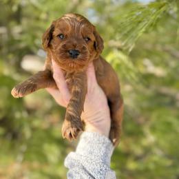 Cortado - Red male Australian Labradoodle puppy in Wamego, Kansas from Doodles of Oz
