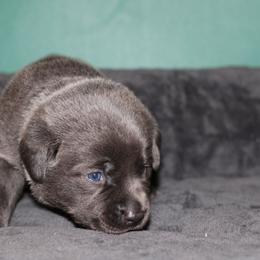 Bouquet - Black male Labrador Retriever puppy in Morrilton, Arkansas from Ancient Dogges Performance Dogs