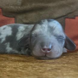 Max - Dapple male Dachshund puppy in Copperhill, Tennessee from Tuff Country Farm