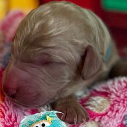 ROSITA - Apricot female Poodle puppy in Thornton, Colorado from Shandy Poodle