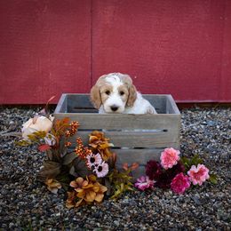 Goldendoodle Puppies from Hogan Family-Raised F1b Gooldendoodles
