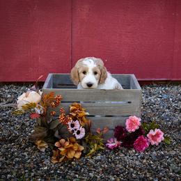 Goldendoodle Puppies from Hogan Family-Raised F1b Gooldendoodles