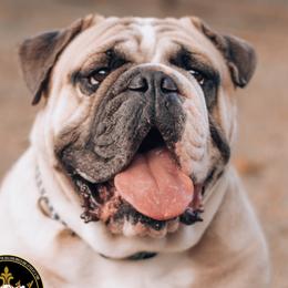 Hank - English Bulldog