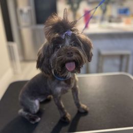 Chewchie - Yorkshire Terrier