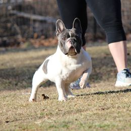 Banks - French Bulldog
