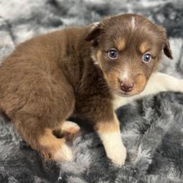 Girl 4: Florence - Red tri-color female Australian Shepherd puppy in Volant, Pennsylvania from Addie's Aussies