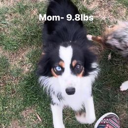 Molly - Toy Australian Shepherd