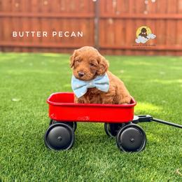 Butter Pecan - Red  male Goldendoodle puppy in Dallas County, Texas from Dream A Little Doodle