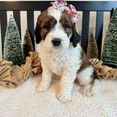 Hattie - Brown and white female Saint Berdoodle puppy in Perrysville, Ohio from Darling Farm Doodles