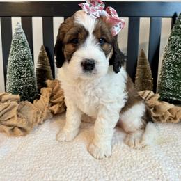 Hattie - Brown and white female Saint Berdoodle puppy in Perrysville, Ohio from Darling Farm Doodles