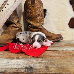 SAVANNAH - Blue merle female Australian Shepherd puppy in Durand, Wisconsin from Larson’s Legacy Aussome Aussie Kennels