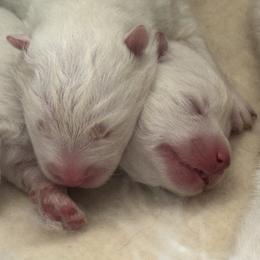 Samoyed puppies from ArticCross Samoyeds-Florida