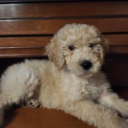 Flurry - Parti male Goldendoodle puppy in Kenosha, Wisconsin from Madden Golden Doodles