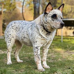 Australian Cattle Dogs from Diamond Falls Cattle Dogs