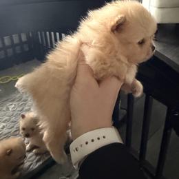 Purple - Cream sable parti male Pomeranian puppy in Cheektowaga, New York from Buffalo Pomeranians 716