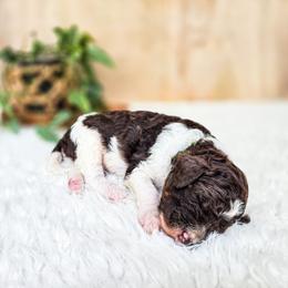 Nebo - Parti male Poodle puppy in Gaylord, Michigan from Dog Mom Co. Poodles