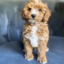 Pink - Red  female Goldendoodle puppy in Meridian, Idaho from Greenfield Goldendoodles