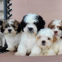 Shichon puppies from Pilot Hill Teddy Bear Puppies