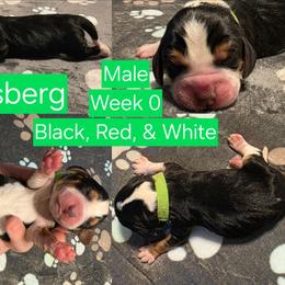 Mossberg Green Male - Black red and white male Beagle puppy in Bemidji, Minnesota from Nse Farms Beagles