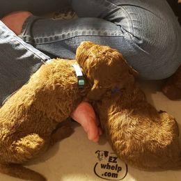 Chesapeake Bay Retriever Puppies from North Flow Chesapeakes