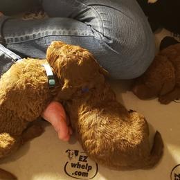 Chesapeake Bay Retriever Puppies from North Flow Chesapeakes