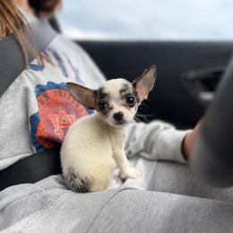 Priscilla - Merle female Chihuahua puppy in Seneca, South Carolina from April’s Menagerie