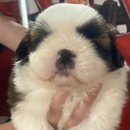 Girl 1 - Tricolor Shih Tzu puppy in Wooster, Ohio from Mending Hearts Shih Tzu's