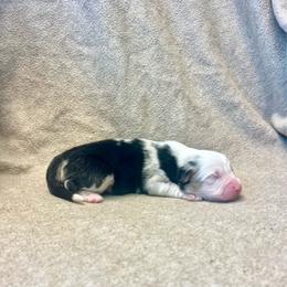 Toblerone - Blue merle male Australian Shepherd puppy in Kentland, Indiana from Pine Grove Aussies