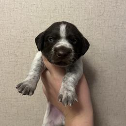 Black Boy - Liver roan male German Shorthaired Pointer puppy in Section, Alabama from Emily's GSPs