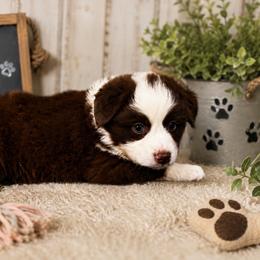 Heath - Red tri male Miniature Australian Shepherd puppy in Jones, Oklahoma from J&R Aussies/Shih Tzu