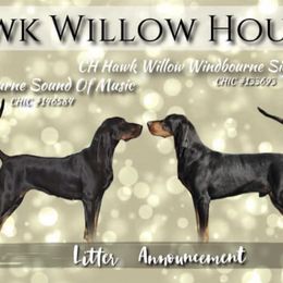 Black and Tan Coonhounds from HawkWillow Hounds