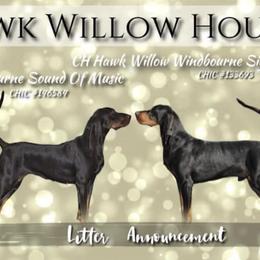 Black and Tan Coonhounds from HawkWillow Hounds
