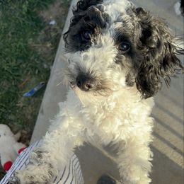 Daisy - Black female Poodle puppy in Santaquin, Utah from Willow & Wag Farm