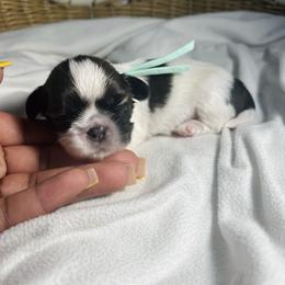 Basil - Brindle and white male Shih Tzu puppy in Lake City, South Carolina from Precious Lil Tzus