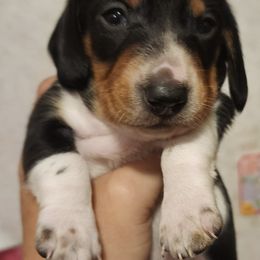 Dachshunds from Dee's Little Animals
