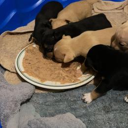 Chihuahua Puppies from Grandbaby Chihuahuas