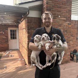 Great Dane Puppies from Green’s Great Danes