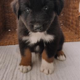 Porter - Black tri-color male Australian Shepherd puppy in Unionville, Iowa from Soap Creek Kennels