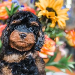 Cavapoo and Poodle Puppies from Freckle Paw Poodles
