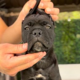 Chiarra - Black female Cane Corso puppy in Las Vegas, Nevada from LV3M Cane Corso
